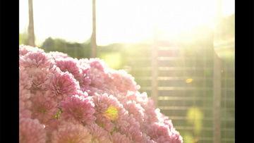 半夜爆料的视频素材下载,视频素材背后的惊人真相